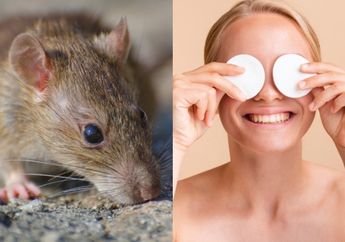 Cuma Pakai Kapas Kecantikan yang Dioles dengan Cairan Ini, Tikus-tikus Bandel Langsung Ngacir!