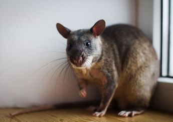 Berhati-hatilah! Arti Mimpi Melihat Tikus Besar Tak boleh Disepelekan karena Berkaitan dengan Masalah Hidup