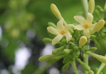 Rahasia Resep Dibongkar Pemilik Warteg! Begini Cara Masak Agar Bunga Pepaya Tidak Pahit, Ternyata Cuma Tambah Satu Bumbu Dapur Murah ini