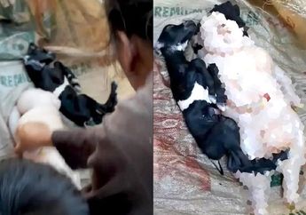 Pemilik Ketakutan Setengah Mati, Kambing Peliharaannya Lahirkan Bayi Babi Setengah Manusia, Penampakannya Bikin Tak Percaya!