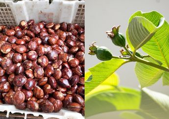 Dijamin Gak Kalah Sama Warteg Langganan! Cuma Modal Rebus Pakai Daun Jambu, Bau Tak Sedap Jengkol Langsung Minggat, Kok Bisa?