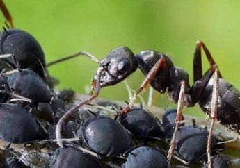 Arti Mimpi Dikerubuti Semut Hitam Ternyata Buruk, Urusan Finansial dan Percintaan Bisa Jadi Akan Ditimpa Masalah Besar, Simak Penjelasannya
