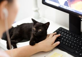 Unik dan Jarang Disadari, Ternyata Ini 5 Tanda Kucing Sedang Menunjukkan Kasih Sayangnya