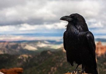 Arti Mimpi Burung Gagak Tak Selalu Menyeramkan, Konon Ada Perubahan Besar dalam Hidup Berkat Kerja Keras Selama Ini, Simak Penjelasannya