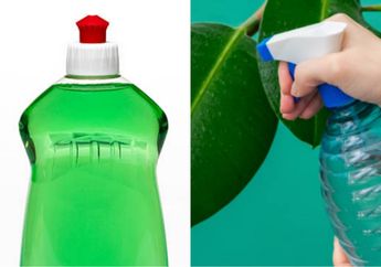 Modal Sabun Cuci Piring di Rumah, Bisa Bikin Tanaman Bebas Hama yang Membandel, Ikuti Langkah-langkah Berikut!