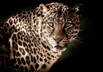 Arti Mimpi Melihat Macan Tutul Tak Perlu Ditakutkan, Justru Karier Bakal Meroket Tinggi? Simak Penjelasannya