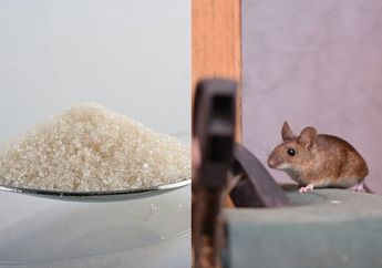 Tanpa Obat tanpa Racun dan Obat, Tikus di Rumah Dijamin Auto Minggat Cuma Modal Ramuan dari Gula dan Cara ini, Gimana Caranya?