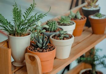 Kupas Tuntas Soal Industri Tanaman Hias, FLOII Hadir Sebagai Forum Florikultura Terbaru di Indonesia