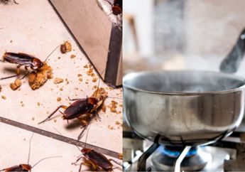 Seumur Hidup Nyesel Baru Tahu, Ternyata Kecoa dalam Rumah Bisa Dibasmi Cuma Pakai Campuran dari Air Panas Saja, Satu Rumah Bakal Nggak Percaya Lihat Hasilnya!