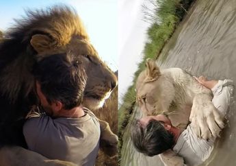 Momen Haru Seekor Singa Hampir 'Menangis' saat Bertemu Kembali dengan Manusia yang Menyelamatkannya, Perilakunya Bikin Tak Percaya!