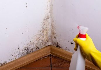 Jangan Sampai Nyesel Karena Baru Tahu Sekarang, Hanya Menggunakan Bahan Ini, Dinding Berjamur Akibat Hujan Bisa Bersih Lagi