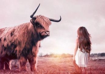 5 Arti mimpi Diseruduk Banteng, Waspadalah Bisa jadi Pertanda Adanya Konflik hingga Kecemasan!