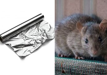 Nyesel Baru Tahu Sekarang! Cuma Bermodalkan Alumunium Foil, Tikus di Rumah Bisa Kabur dan Nggak Balik Lagi, Begini Caranya