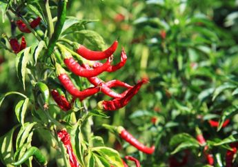 Gak Perlu Pusing Lihat Harga Cabai Mahal! Tanaman Cabai Bisa Tumbuh Subur di Pekarangan dengan Cara ini, Nyesel Baru Tahu