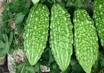 Awalnya Ogah Menambahkan Dua Bumbu Ini Saat Masak Pare, Setelah Dicoba Malah Bikin Masakan Jadi 10 Kali Lebih Enak, Kok Bisa?