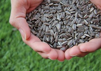 Bukan Sembarang Camilan, Ternyata Bukan Sekadar Camilan Biasa, Cuma Makan Kuaci Bisa Bantu Obati Sakit Asam Urat, Kok Bisa?