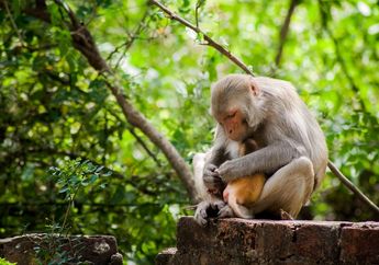 Arti Mimpi Melihat Monyet Ternyata Soal Marabahaya? Mungkin Bisnis Hingga Kesehatan Akan Terusik, Simak Penjelasannya