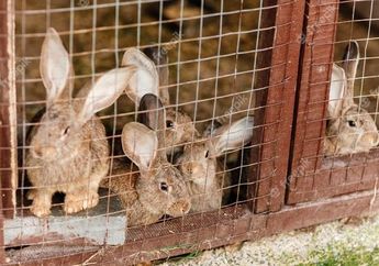 Jadi Sumber Protein yang Sangat Baik, Inilah 10 Manfaat dari Daging Kelinci Bagi Kesehatan