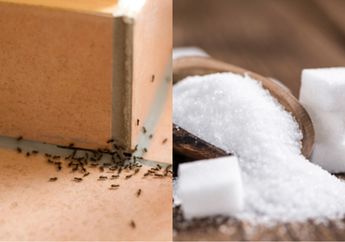 Nyesel Baru Tahu Sekarang, Ternyata Semut dalam Rumah Bisa Dibasmi Pakai Ramuan dari Gula Saja, Hasilnya Bikin Satu Keluarga Syok Nggak Percaya!