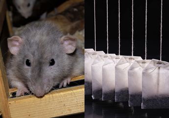 Nyesel Baru Tahu Sekarang, Tikus yang Berkeliaran di Rumah Dijamin Langsung Kabur, Modalnya Cuma Gantungin Kantung Teh Bekas Aja!
