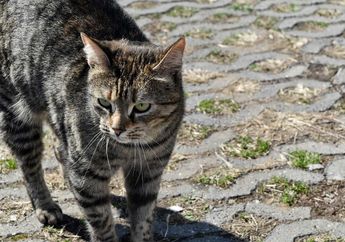 6 Kucing yang Punya Warna Bulu Langka di Dunia, Kucingmu Salah Satunya?