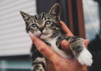 Jangan Lagi Mengangkat Kucing dengan Menarik Tengkuknya, Ini Alasannya
