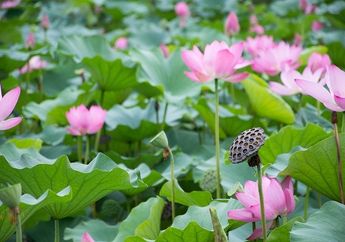 5 Arti Mimpi Melihat Bunga Lotus, Ternyata Jadi Pertanda Bisa Melewati Sulit? Simak Penjelasannya