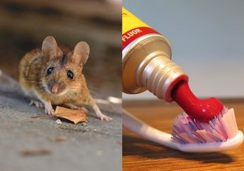 Segera Hentikan Invasi Tikus di Rumah! Coba Siapkan Bahan Tertentu yang Dipakai di Kamar Mandi ini, Dijamin Ampuh!