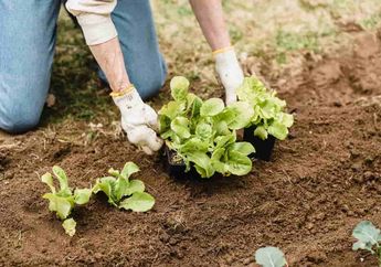 Arti Mimpi Bertanam Dinilai Jadi Representasi tentang Kerja Keras, Pertanda Positif dan Negatif Ini yang Akan Terjadi