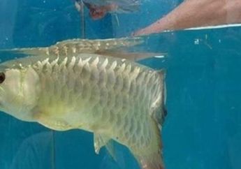 Ketiban Durian Runtuh! Sempat Panik Arwananya Bakal Mati, Seorang Pria Justru dapat Bibit Uang Setelah Temukan Benda di Mulut Ikan Mahalnya