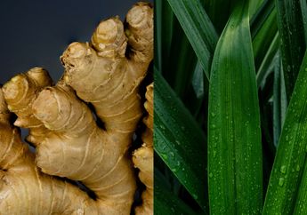 Nyesel Gak Langsung Bikin Ramuannya Buat Suami, Manfaat Campuran Jahe dengan Daun Pandan Ternyata Joss Banget Buat Kesuburan Pria!