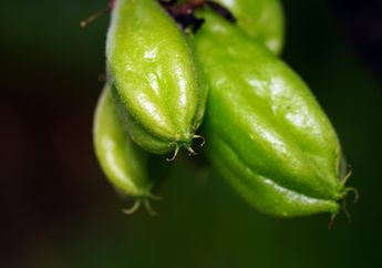 Cuma Minum Rebusan Air Belimbing Wuluh, Manfaat Luar Biasa ini Bisa Terasa, Pasti Makin Jarang Pergi ke Dokter!