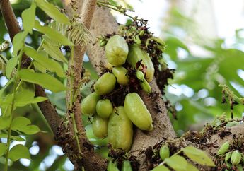 Kolesterol yang Berbahaya Malah Sungkem sama Buah Murah ini, Dijamin Deretan Manfaat yang Bagus untuk Kesehatanmu, kok Bisa?