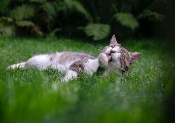 Baru Tahu, Inilah 4 Alasan Kenapa Kucing Suka Menjilati Kaki Pemiliknya