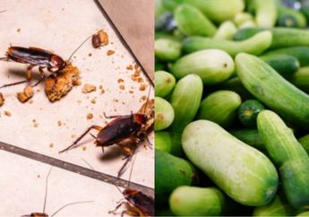 Nyesel Baru Tahu Sekarang, Modal Timun Sisa Lalapan Ternyata Bisa Usir Kecoa di Dapur, Begini Caranya!