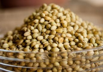 Dokter sampai Bingung, Coba Rutin Konsumsi Olahan Biji Ketumbar dnegan Cara ini Bisa Undang Deretan Manfaat Berikut!