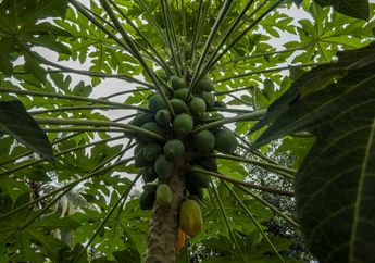 Skincare Mahal Kalah Saing! Bikin Wajah Glowing Bebas Flek Hitam Ternyata Gak Butuh Banyak Duit, Ternyata Cuma Modal Daun Pepaya