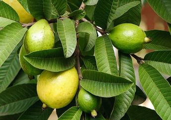 Coba Rendam Daun Jambu Biji dalam Air Hangat Lalu Minum Setiap Hari, Jangan Kaget Kalau Badan Nggak Pernah Sakit Lagi, Banyak Orang Ketagihan