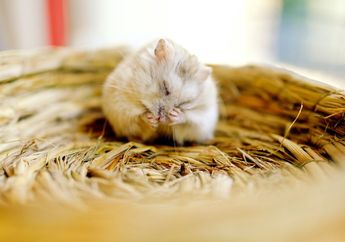 Pemilik Hamster Perlu Tahu, Berapa Lama Hamster Seharusnya Tidur? Ini Cara Memeriksanya