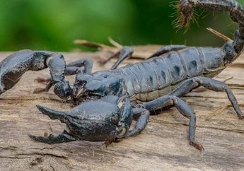 Arti Mimpi Kalajengking Pertanda Buruk, Bakal Ada Masalah Keuangan, Begini Menurut Primbon Jawa