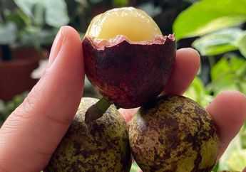 Buah Langka dari Indonesia ini Dijual dengan Harga Fantastis, Tetap Diburu karena Rasanya Unik dan Khasiatnya yang Luar Biasa!