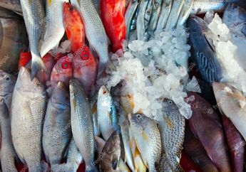 Bisa Bikin Panjang Umur, Inilah 5 Manfaat Mengonsumsi Ikan Barramundi yang Mungkin Belum Pernah Kalian Ketahui