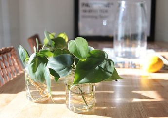 7 Jenis Tanaman Hias yang Cocok Bagi Pemula, Minim Perawatan Tapi Berbunga Cantik!