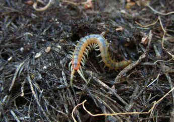 Arti Mimpi Kelabang atau Lipan Justru Berkaitan dengan Rasa Takut? Berikut Penjelasannya