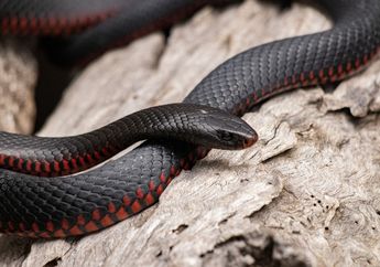 Arti Mimpi Membunuh Ular Ternyata Jauh Dari Pertanda Buruk, Bisa Jadi Keburuntungan Ini Akan Menghampiri Hidup Anda!