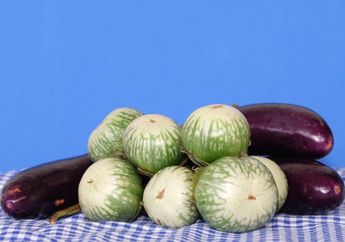 Tak Hanya Suguhkan Kenikmatan, Terong Jenis ini Nyatanya Malah Bikin Tubuh Sehat Segar Bugar, Ternyata ini Rahasianya