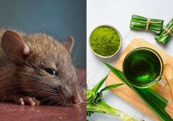 Tak Perlu Repot Siapkan Racun atau Perangkap, Cuma Pakai Daun Pandan Tikus Langsung Ngacir dari Rumah!