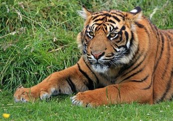 Gelagat Aneh Harimau Sebelum Banjir Aceh, Datangi Permukiman sambil Kumpulkan Barang Ini Bak Beri Kode