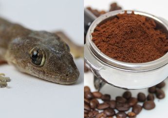 Tips Membuat Rumah Bebas Cicak Hanya dengan Bubuk Kopi, Hasilnya Jauh Lebih Ampuh dari Obat Kimia!