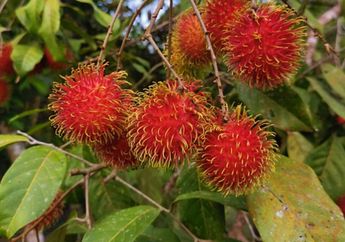 Terbongkar Cara Jitu Anti Loyo! Para Suami Coba Konsumsi Olahan Daun Rambutan ini dan Rasakan Manfaat ini